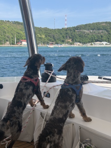 Cougar and Merlin sailing aboard Maverick